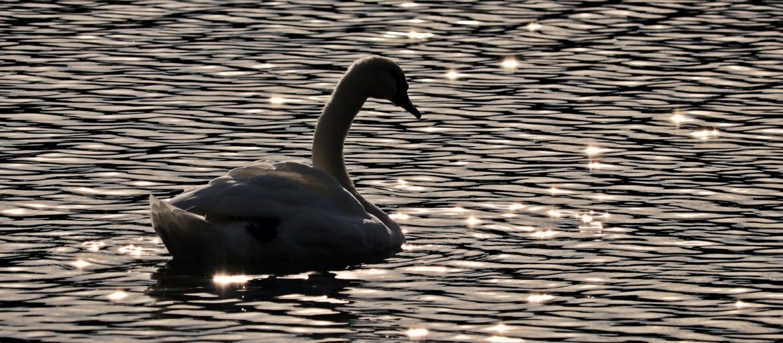 swan-3760519_1920